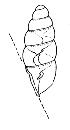 Carychium nannodes profile illustration